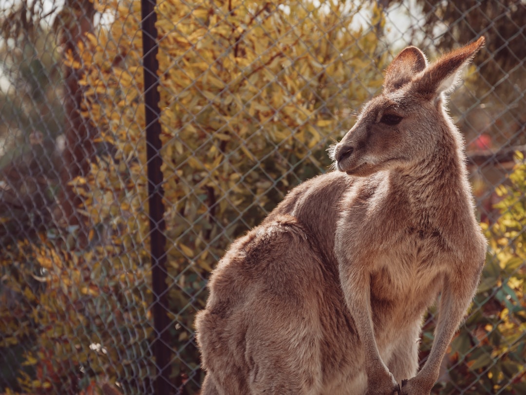 Photo Grilled kangaroo